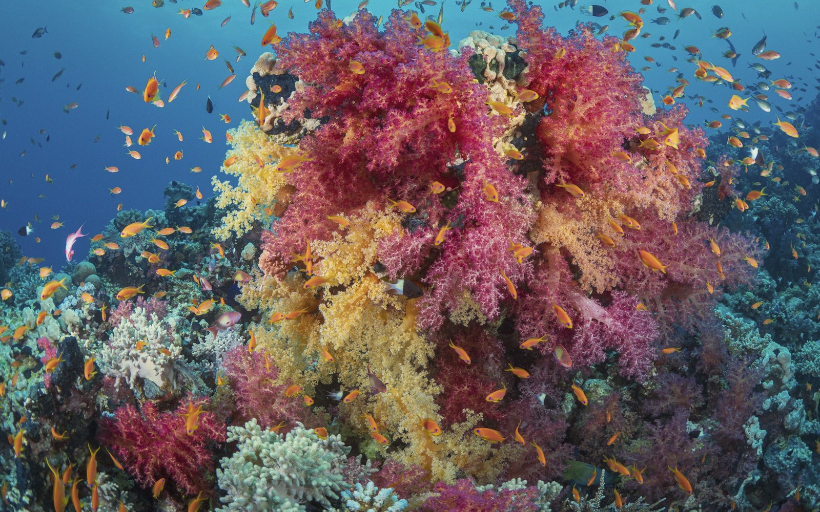 The Red Sea Reefs